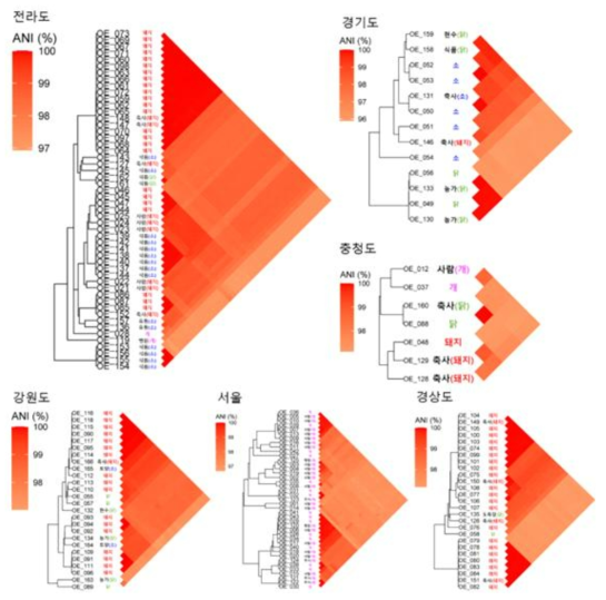 Clonal isolate 판별을 위한 ANI분석