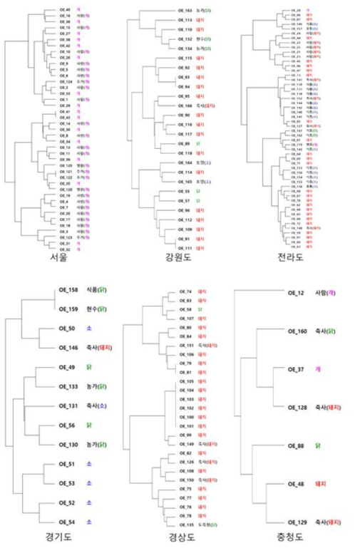 S1 nuclease를 이용한 PFGE 결과의 지역별 dendrogram