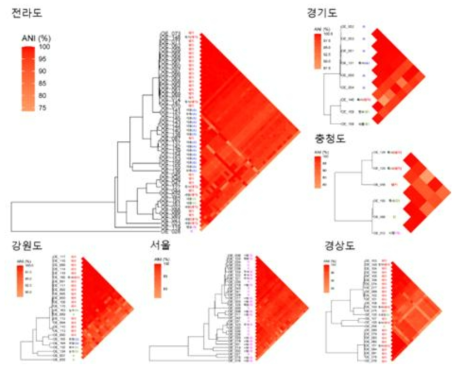 Plasmid 서열을 대상으로 ANI를 계산한 결과