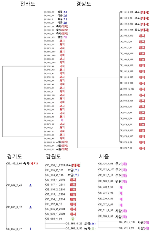 지역별 TEM-1 유전자의 계통수