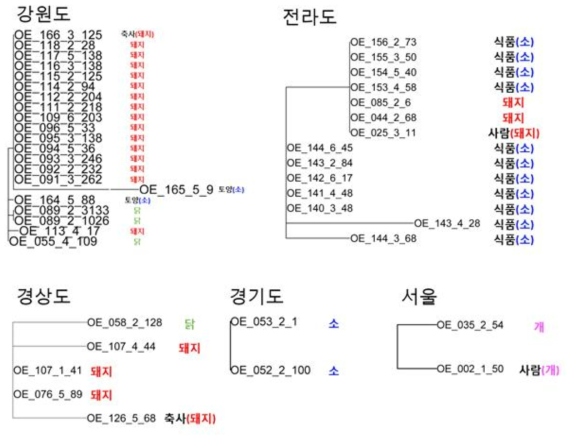 지역별 aadA 유전자 계통수