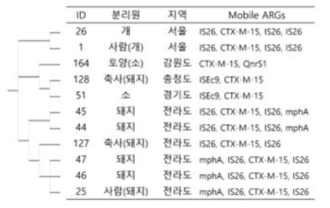 CTX-M-15를 포함하는 Gene cluster의 계통수