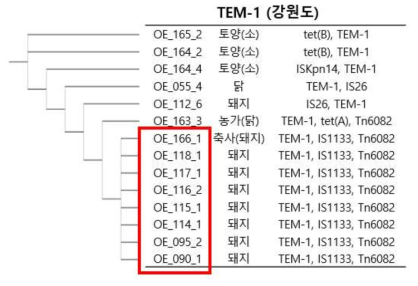 TEM-1 유전자의 ±5000 bp 부위 MGE와 ARG 간의 관계를 나타낸 그림(강원도)(붉은 상자 부위는 clonal isolate를 나타낸다.)