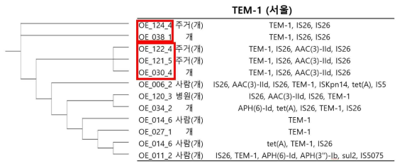 TEM-1 유전자의 ±5000 bp 부위 MGE와 ARG 간의 관계를 나타낸 그림(서울)(붉은 상자 부위는 clonal isolate를 나타낸다.)