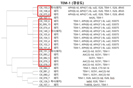 TEM-1 유전자의 ±5000 bp 부위 MGE와 ARG 간의 관계를 나타낸 그림(경상도)(붉은 상자 부위는 clonal isolate를 나타낸다.)