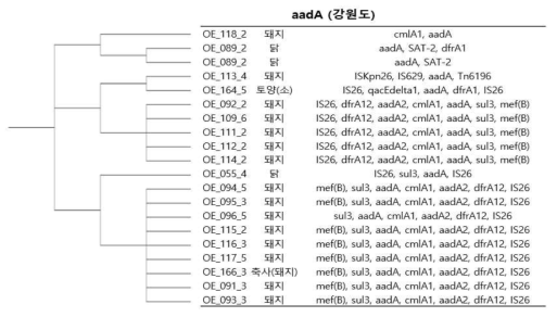 aadA 유전자의 ±5000 bp 부위 MGE와 ARG 간의 관계를 나타낸 그림(강원도)