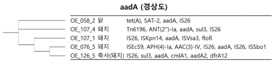 aadA 유전자의 ±5000 bp 부위 MGE와 ARG 간의 관계를 나타낸 그림(경상도)