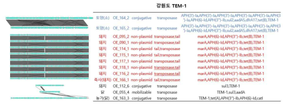 TEM-1을 포함하는 프로파지 서열의 synteny 분석 결과(강원도)