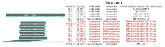 TEM-1을 포함하는 프로파지 서열의 synteny 분석 결과(경상도)