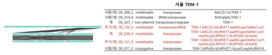 TEM-1을 포함하는 프로파지 서열의 synteny 분석 결과(서울)
