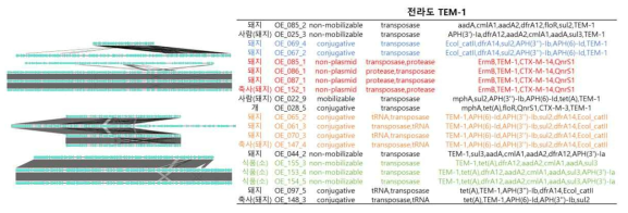 TEM-1을 포함하는 프로파지 서열의 synteny 분석 결과(전라도)