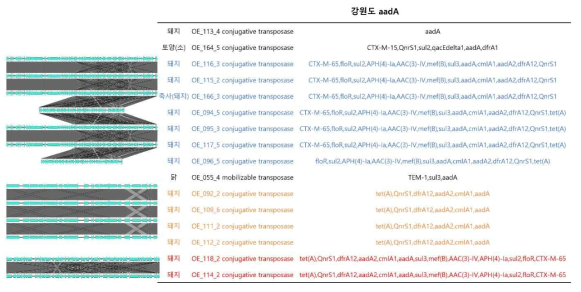 aadA을 포함하는 프로파지 서열의 synteny 분석 결과(강원도)