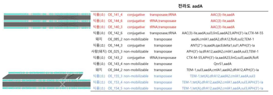 aadA을 포함하는 프로파지 서열의 synteny 분석 결과(전라도)