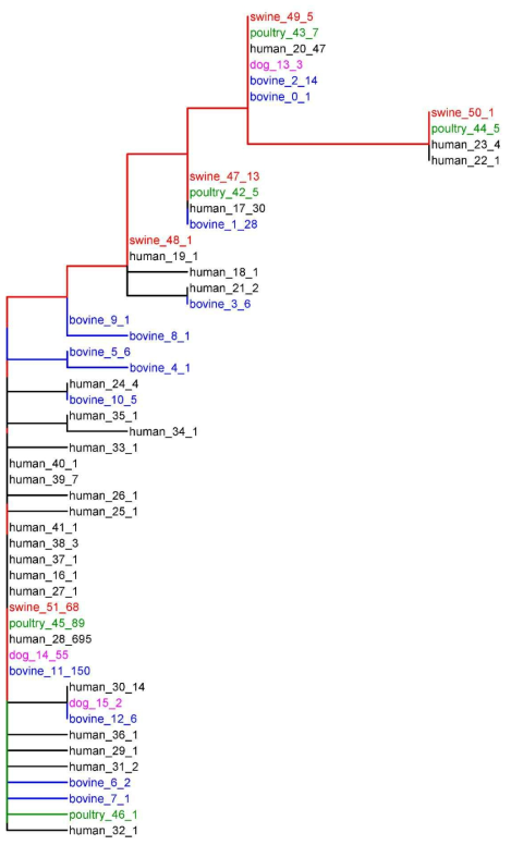 독일의 Escherichia TEM-1 유전자 계통수