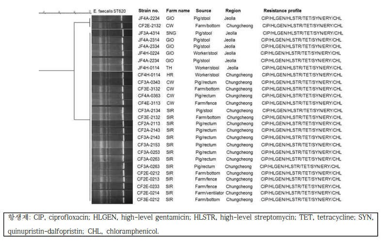 농장종사자와 돼지 유래 E. faecalis ST620 클론들의 근연관계 분석