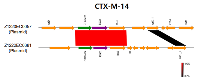 CTX-M-14 유전자 비교분석