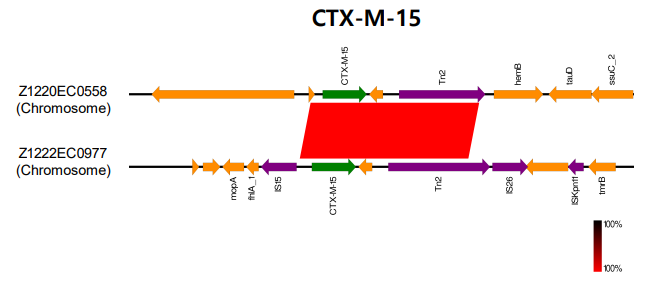CTX-M-15 유전자 비교분석
