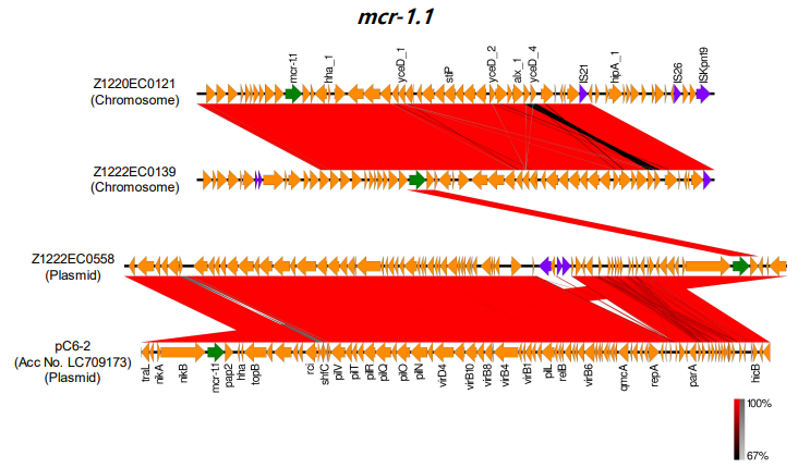 mcr 유전자 비교분석