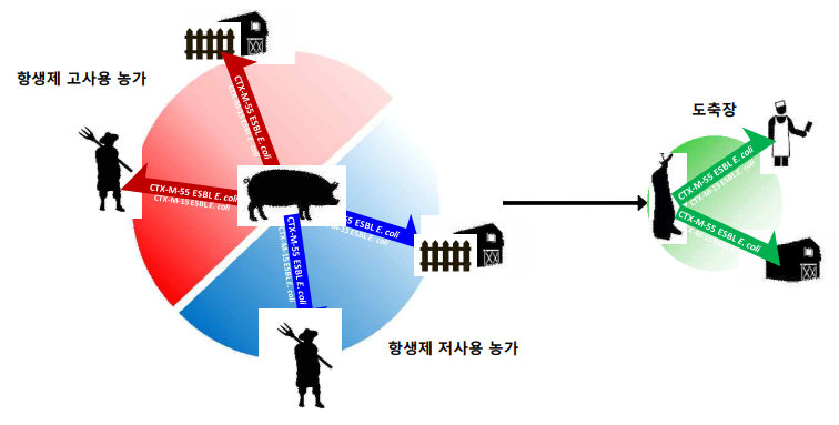 양돈 농가 및 도축장 유래 ESBL-E. coli의 전파 모식도