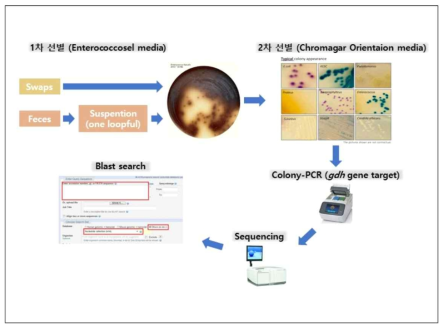 균주의 분리 및 gdh 유전자 동정 과정