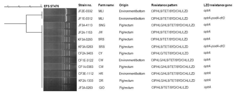 linezolid-resistant E. faecalis ST476의 RAPD-fingerprinting 분석