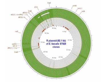 E. faecalis ST620 클론들이 보유한 내성 플라스미드 유전체 비교 분석