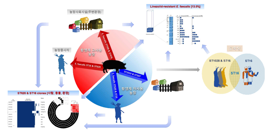 양돈농장 종사자, 돼지, 주변 환경 간 항생제 내성 Enterococcus faecalis 클론 전파 모식도
