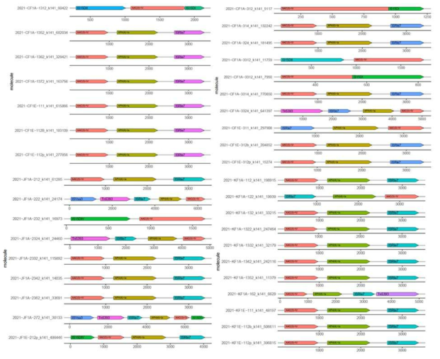 2021년도 4개 농장의 모빌롬 gene synteny