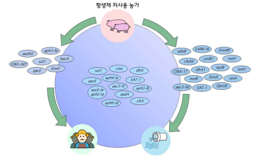 항생제 저사용 농가의 모빌롬을 통항 항생제 내성 유전자의 전파 모식도