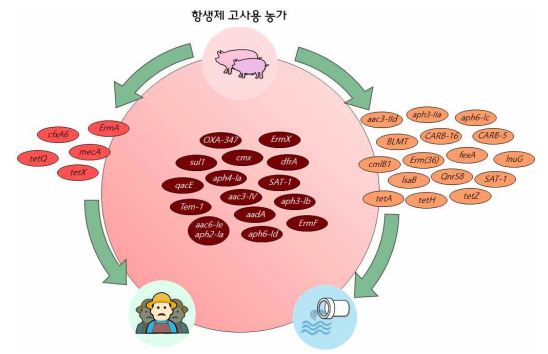 항생제 고사용 농가의 모빌롬을 통항 항생제 내성 유전자의 전파 모식도