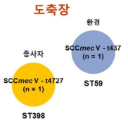 3차년도 도축장 유래 MRSA 유전형