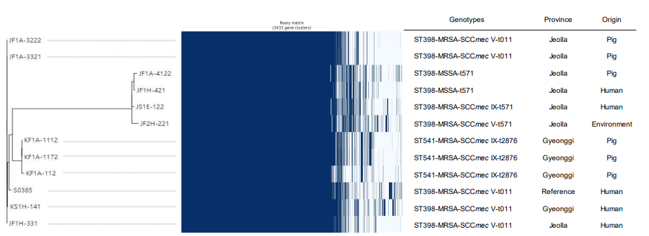 양돈 농가 및 도축장 유래 CC398 MRSA 및 MSSA 분리주의 비교유전체 분석