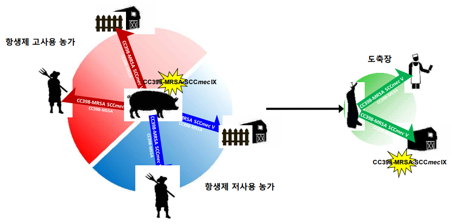 양돈 농가 및 도축장 유래 항생제 내성 S. aureus의 전파 모식도