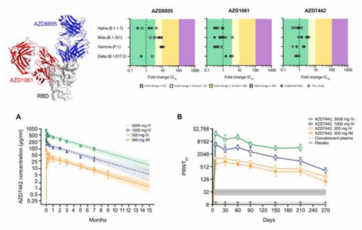 Tixagevimab/cilgavimab의 구조, 주요 변이주에 대한 활성도 및 반감기 자료 (Sci Transl Med. 2022 Mar 9;14(635):eabl8124.) RBD region의 각기 다른 부위를 target으로 하는 monoclonal antibody의 복합체로 개발되어 주요변이주에 대한 활성도를 유지하고, Fc portion의 engeeniering으로 반감기가 6개월로 연장됨