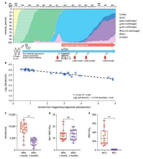 국내 코로나19 7차 유행의 우점주인 BN.1에 대한 tixagevimab/cilgavimab의 중화능 분석 연구 (J Korean Med Sci. 2023 Jul 10;38(27):e205. Forthcoming.) tixagevimab/cilgavimab국내 도입 이후 BA.5에 이어 우점종이 된 BN.1에 대한 중화능은 소실하였음을 확인함