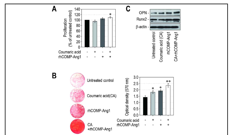 인간 치주인대세포의 증식과 골세포 분화에 미치는 coumaric acid의 효과 및 rhCOMP-Ang1에 기반한 촉진효과 확인. A, CCK-8을 활용한 세포증식 결과 확인. B, Alizarin Red S 염색을 통한 골세포 분화 확인. C, Western blotting을 활용한 골세포분화조절인자 발현 양상 확인.