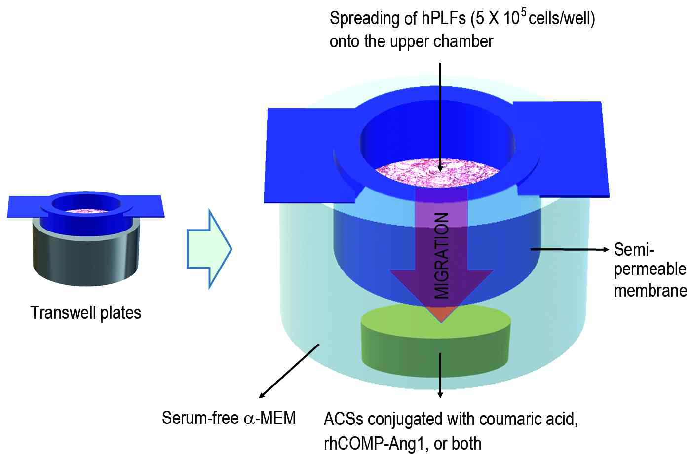 Coumaric acid, rhCOMP-Ang1 단독 또는 병행 처리된 ACS의 생산 및 trans-well plate를 활용한 세포이동 실험 모식도.