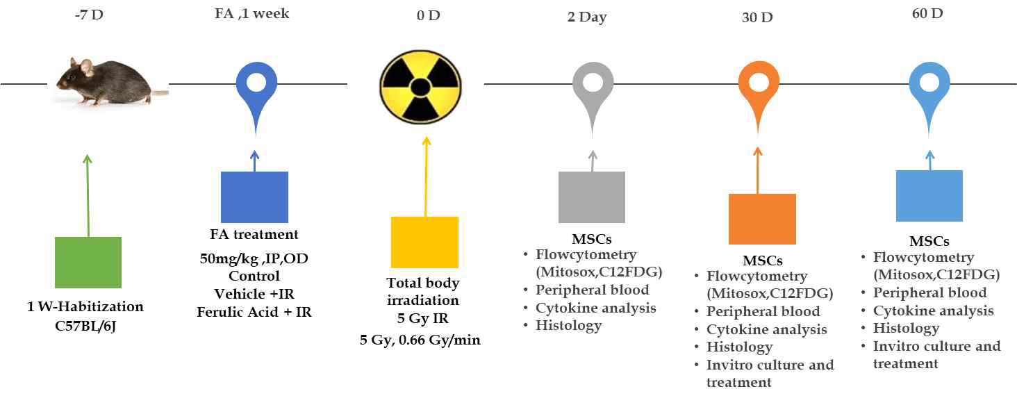 방사선 조사 유도성 중간엽줄기세포 활성저하에 대한 ferulic acid의 보호효과 실험 schedule 및 분석 방법.