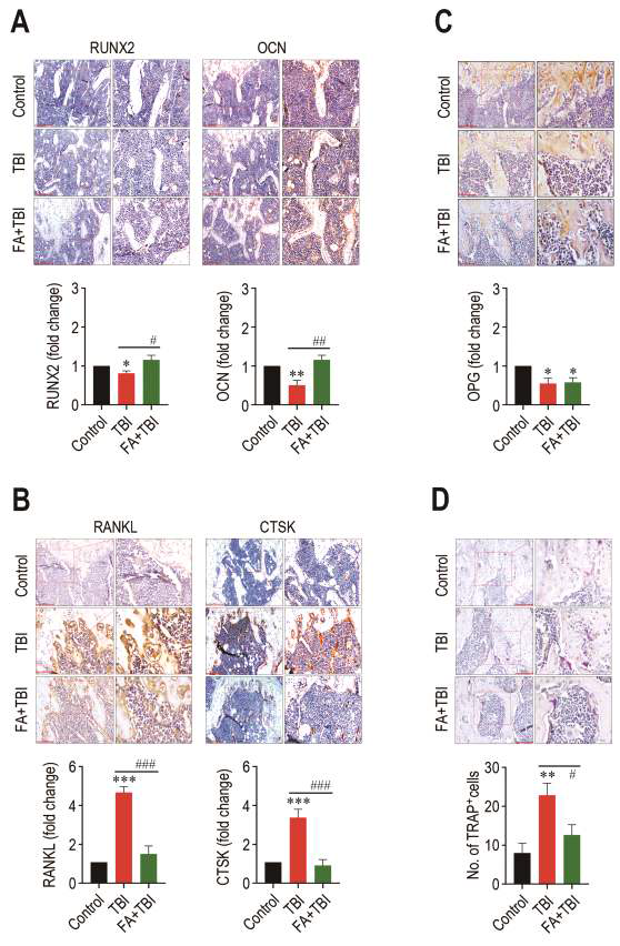 방사선조사에 따른 조골 또는 파골세포 활성변화에 대한 ferulic acid의 효과. A, IHC imahes of Runx2 and Ocn in the BM and their relative levels. B, IHC images of RANKL and CTSK in the BM and their levels. C, IHC images of OPG in the same samples. D, Numbers of TRAP-positive cells in the BM of the experimental groups.