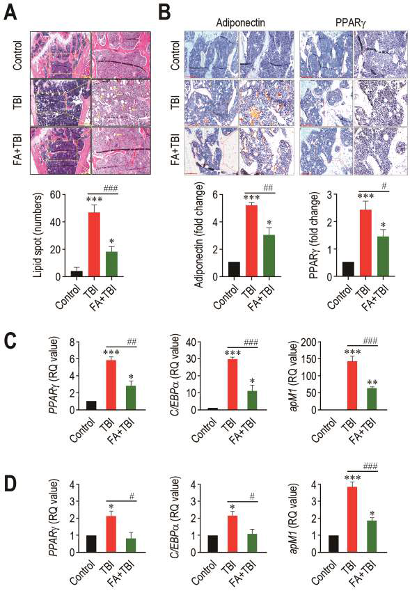 방사선 조사에 따른 지방세포 분화 활성에 대한 ferulic acid의 억제 효능. A, H&E images showing the lipid formation in the BM. B, IHC images of Adiponectin and PPARgamma. C and D, mRNA levels of adipogenic factors in 30 and 60 days post-TBI.