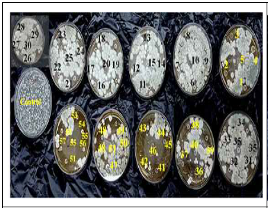 Antifungal activity of isolates against A.clavetus