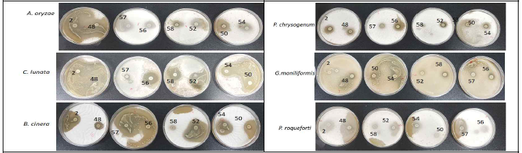 Antifungal activity of selected isolates against different fungi