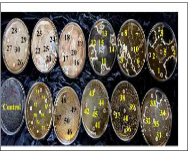 Antifungal activity of isolates against A.niger