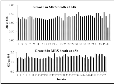 LAB growths in MRS broth at 24 and 48h