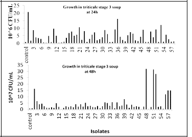 LAB growths in triticale stage 3 soup at 24 and 48h