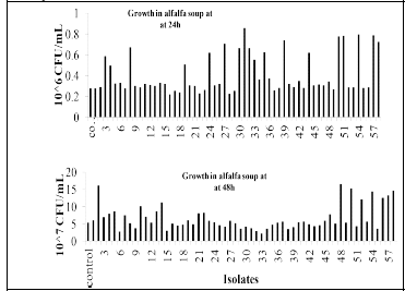 LAB growths in alfalfa soup at 24 and 48h