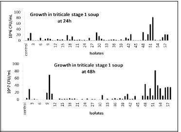 LAB growths in triticale stage 1 soup at 24 and 48h