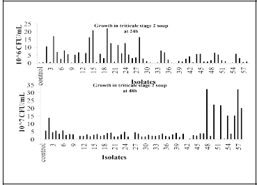 LAB growths in triticale stage 2 soup at 24 and 48h