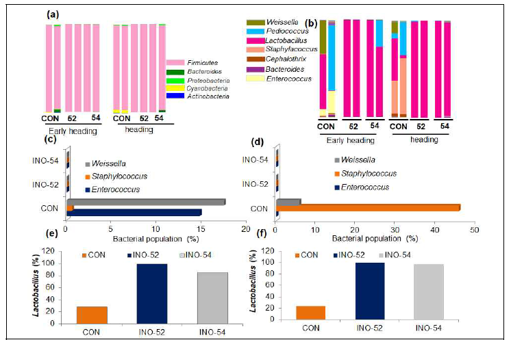 Relative abundances of bacterial community dynamics at day 180 in the early heading and heading stages of triticale silages with without KCC- 49 (L. rhamanosus-52) and KCC-50 (L. rhamanosus-54) a) relative abundances of microbial dynamics at phylum level; b) relative abundances of microbial dynamics at genus level; c) Percentage of variations in Lactobacillus sp. of early heading stage of experimental silages; d) Percentage of variations in Lactobacillus sp. of heading stage of experimental silages; Percentage of variations in Weissella, Staphylococcus and Enterococcus sp. at early heading (e) and heading (f) stages of triticale silages. CON– Control.