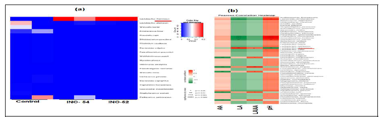 Spearman correlation heatmap of bacterial dynamics at species and fermentative metabolites of heading stages triticale silage at 180d. a) Correlation analysis bacteria at species level between Inoculated and non-inoculated silages; b) Correlation analysis between bacteria community at the species level and fermentative metabolites. AA - acetic acid; BA- Butyric acid; LA- Lactic acid; LA/AA- lactic acid and acetic acid ratio, %DM; *p < 0.05; **p < 0.01; ***p < 0.001.